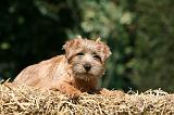 NORFOLK TERRIER 026